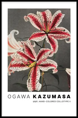 Ogawa Kazumasa - Lily, hand–colored collotype II