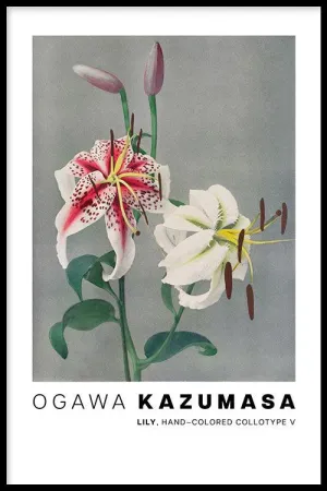 Ogawa Kazumasa - Lily, hand–colored collotype V